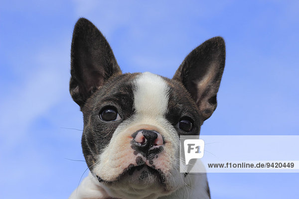 Boston Terrier Hündin  11 Wochen  vor blauem Himmel