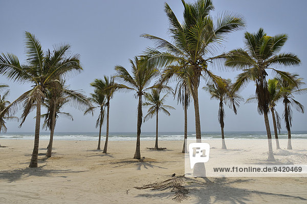 Palmenbestandener Strand  bei Salalah  Dhofar-Region  Oman