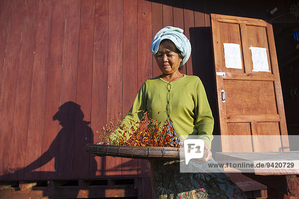 Woman from the Lahu people hill tribe ethnic minority preparing red chillies for drying Lahu village Mae Hong Song Province Northern Thailand Thailand