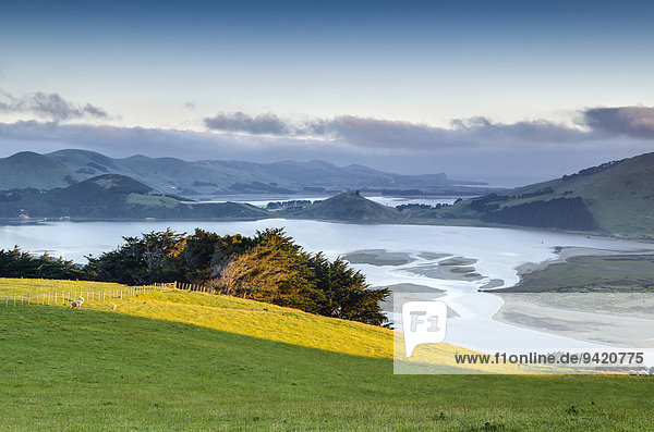 Sattgrünes Weideland vor Gezeitenbucht Hoopers Inlet  Otago  Südinsel  Neuseeland