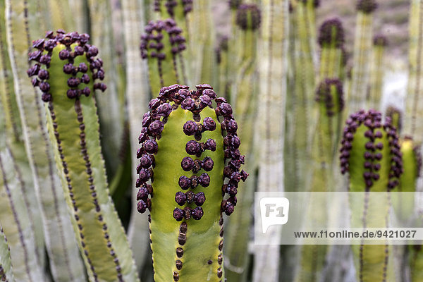 Kandelaber Euphorbie Euphorbia candelabrum , Wolfsmilchgewächs