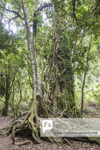 Südbuche oder Scheinbuche (Nothofagus) mit verzweigter Wurzelstruktur  Nationalpark Puyehue  Región de los Lagos  Chile