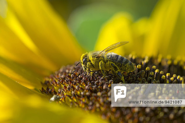 Europäische Honigbiene (Apis mellifera) auf Sonnenblume (Helianthus)