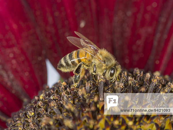 Europäische Honigbiene (Apis mellifera) auf roter Sonnenblume (Helianthus annuus)