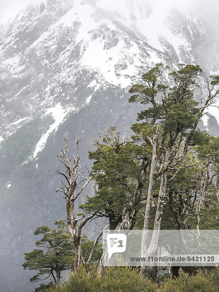 Kalter Regenwald auf einem Pass  Cisnes  Región de Aysén  Chile