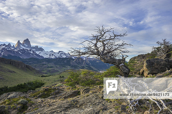 Abgestorbener Baum  dahinter Fitz Roy  Nationalpark Los Glaciares  UNESCO Weltnaturerbe  Santa Cruz  Argentina
