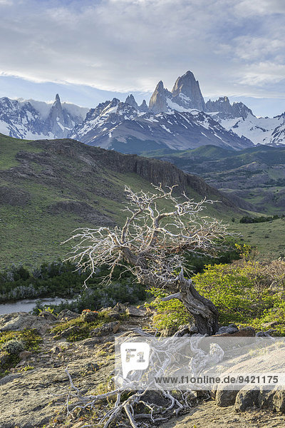 Abgestorbener Baum  dahinter Fitz Roy und Cerro Torre  Nationalpark Los Glaciares  UNESCO Weltnaturerbe  Santa Cruz  Argentina