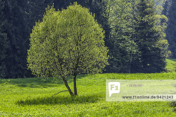 Baum im Frühling  Thüringer Wald  Thüringen  Deutschland