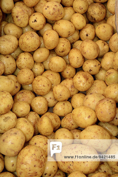 'Kartoffeln Sorte ''Gala'' (Solanum tuberosum)'