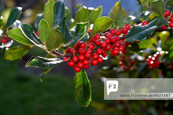 Stechpalme (Ilex aquifolium) Skåne län Schweden