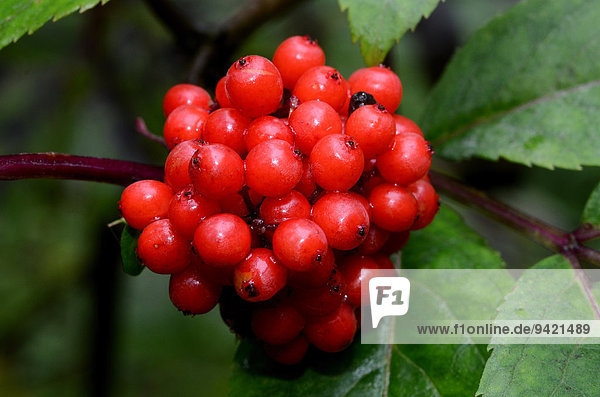 Roter Holunder (Sambucus racemosa) Schweden