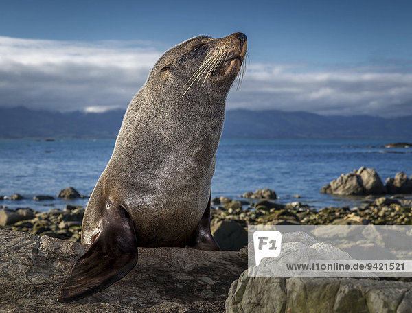 Southern Fur Seal (Arctocephalus forsteri)  near Kaikoura  South Island  New Zealand