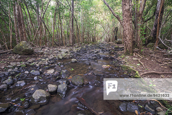 Bach im Wald  Black-River-Gorges-Nationalpark  Chamarel  Mauritius