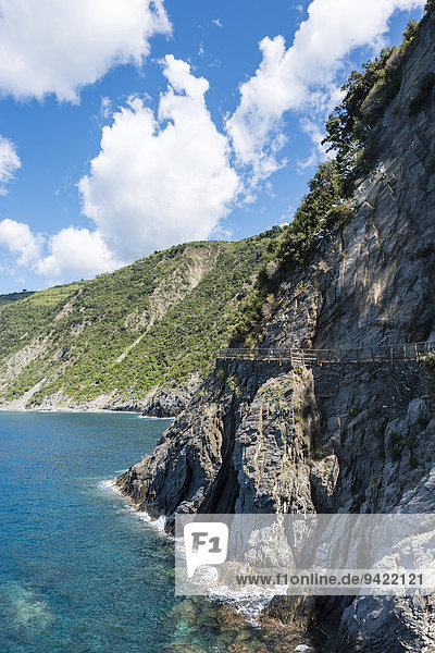 Weg an Steilküste  Via dell'Amore  Weg der Liebe  Cinque Terre  Ligurien  Italien