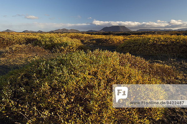 Herbstliche Laubeinfärbung  Gebiet des Mývatn  Norðurland eystra  Island