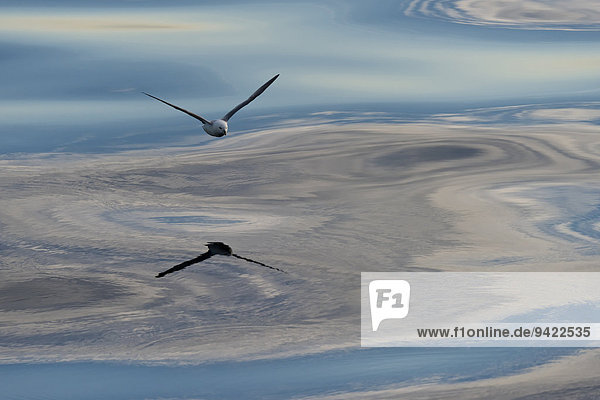 Eissturmvogel (Fulmaris glacialis) im Flug  Wolken und Abendhimmel spiegeln sich im Meer  Grönland