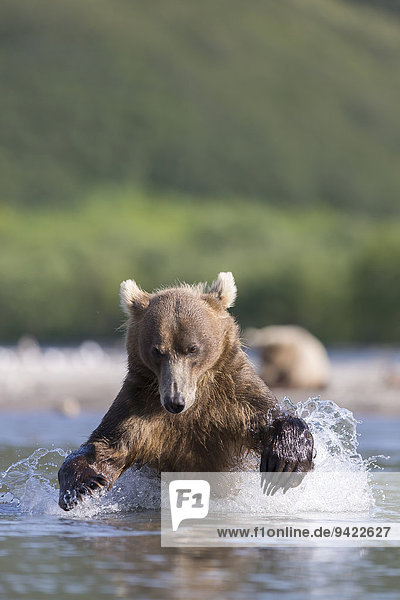 Braunbär (Ursus arctos)  jagdt  Kamtschatka  Russland