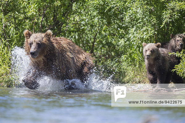 Braunbär (Ursus arctos)  Muttertier jagdt  Kamtschatka  Russland