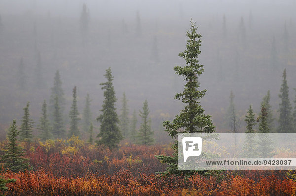 Autumnal tundra in the fog  Denali National Park  Alaska  United States