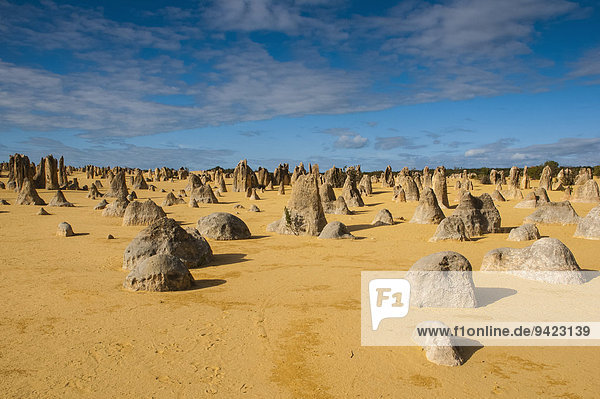 Die Pinnacles  Kalksteinformationen  Nambung-Nationalpark  Western Australia