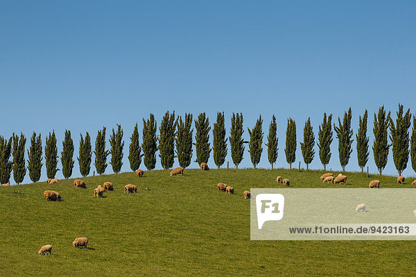 Schafe weiden unterhalb einer Zypressenreihe  Victoria  Australien