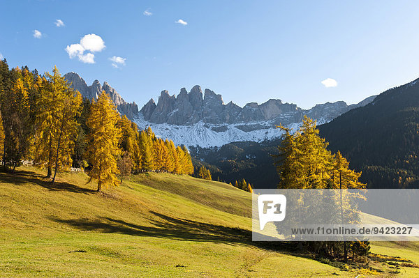 Europäische Lärche (Larix decidua)  Bergwald im Herbst  Geisler Spitzen  Geislergruppe  Naturpark Puez-Geisler  Dolomiten  Alpen  Villnöß  Villnößal  Südtirol  Trentino-Südtirol  Italien