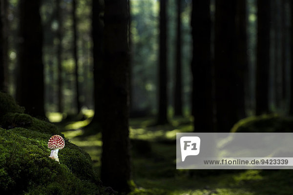 Fly Agaric (Amanita muscaria) growing on the forest floor of a spruce forest Germany