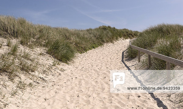 Path through the dunes  near Kampen  Sylt  Schleswig-Holstein  Germany