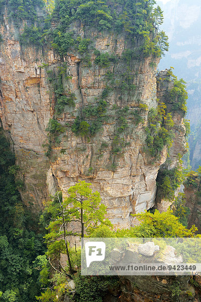 Avatar Berge mit senkrechten Felssäulen aus Quarzsandstein  Zhangjiajie Nationalpark  Provinz Hunan  China