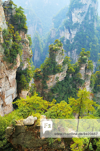 Avatar Berge mit senkrechten Felssäulen aus Quarzsandstein,  Zhangjiajie Nationalpark,  Provinz Hunan,  China