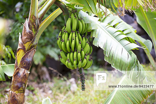 Bananenstaude in Bananenplantage  Casa de la Seda  La Gomera  Kanarische Inseln  Spanien