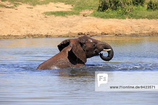 Afrikanischer Elefant  (Loxodonta africana)  adult im Wasser badend  trinkend  Addo Elephant Nationalpark  Ostkap  Südafrika