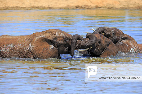 Afrikanischer Elefant  (Loxodonta africana)  Elefanten im Wasser badend  Sozialverhalten  Addo Elephant Nationalpark  Ostkap  Südafrika