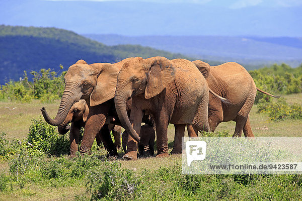 Afrikanische Elefanten (Loxodonta africana)  Herde  Addo Elephant Nationalpark  Ostkap  Südafrika