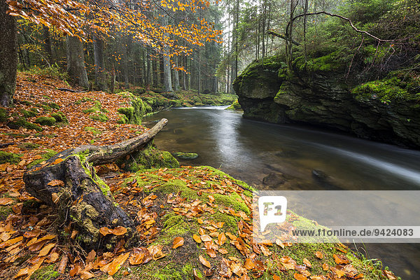 Fluss Großer Regen  Herbst  Nationalpark Bayerischer Wald  Bayern  Deutschland