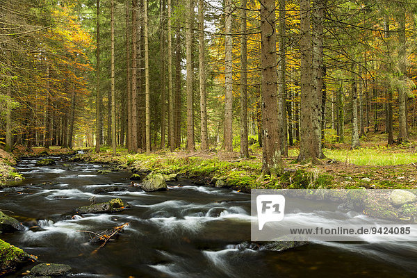 Fluss Kleiner Regen  Herbst  Nationalpark Bayerischer Wald  bei Fraunau  Bayern  Deutschland