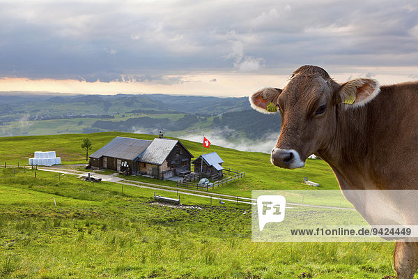 Cow on an alpine pasture with a hut on Faehnerspitze Mountain in the evening light  Appenzell  Switzerland  Europe  PublicGround