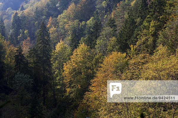 Herbstwald bei den Scheidegger Waserfällen im Allgäu  Bayern  Deutschland  Europa