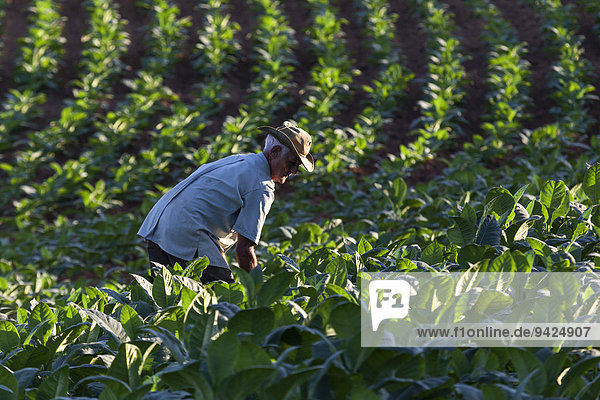 Tabakbauer auf einem Tabakfeld  Viñales-Tal  Kuba