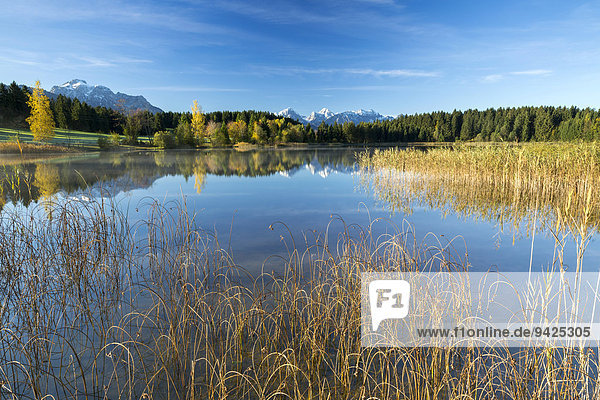 Hegratsrieder See an einem Herbstmorgen  Ostallgäu  Bayern  Deutschland