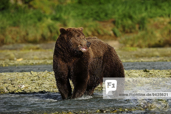 Braunbär (Ursus arctos) steht im Fluss und lauert auf Lachse  Katmai-Nationalpark  Alaska