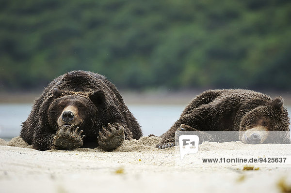 Zwei Braunbären (Ursus arctos) liegen schlafend nebeneinander im Sand  Katmai-Nationalpark  Alaska