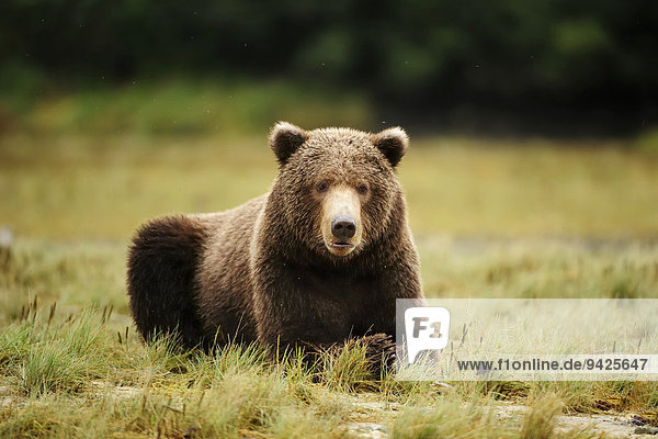 Braunbär (Ursus arctos) liegt im Gras  Katmai-Nationalpark  Alaska
