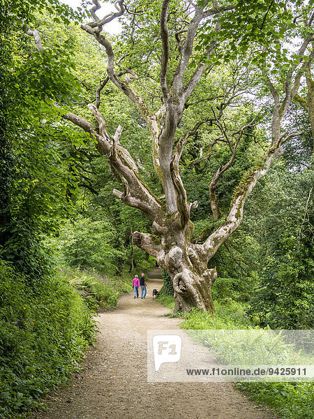 Alter knorriger Baum in den Lost Gardens of Heligan  Cornwall  England  Großbritannien