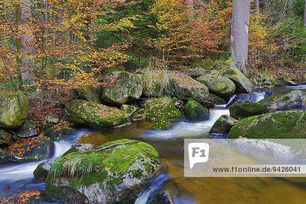 Gebirgsbach Ilse  Herbst  Ilsetal  Nationalpark Harz  Sachsen-Anhalt  Deutschland