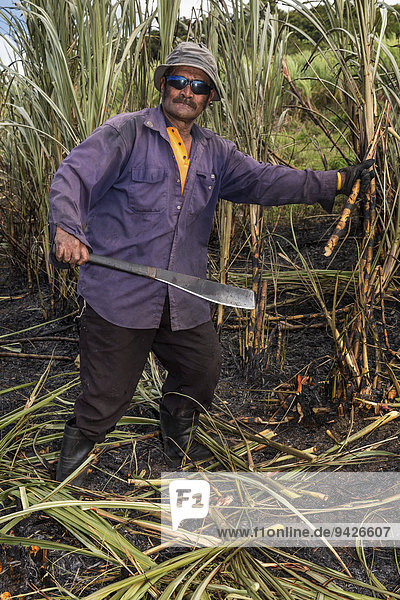 Arbeiter bei der Zuckerrohrernte von Hand  Sigatoka  Viti Levu  Fidschi
