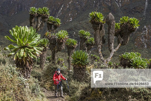 Frau wandert neben Giant Groundsels (Dendrosenecio) im Ruwenzori-Gebirge Kasese Uganda