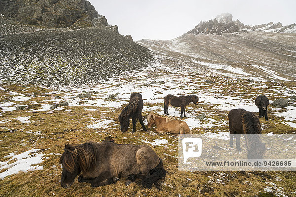 Islandponys harren aus im Winter vor verschneiten Bergen Vestrahorn Stokksnes Höfn Island