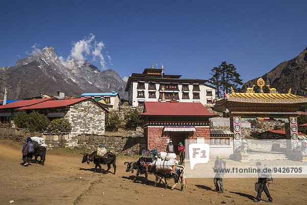 Beladene Yaks und Sherpas vor Kloster Tengboche  Khumbu  Solukhumbu  Mount Everest Region  Nepal