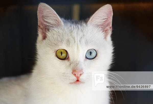 Türkische Katze oder Vankatze oder Türkisch Van oder Schwimmkatze mit verschiedenfarbigen Augen  Van  Ostanatolien  Anatolien  Türkei